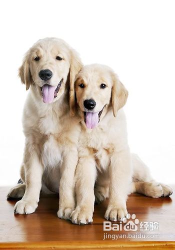 拉布拉多和金毛的区别