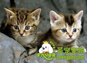 幼猫在哪个时间段断奶