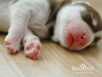 养哈士奇需要注意什么