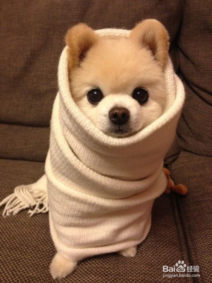 家庭养宠物需要注意的地方