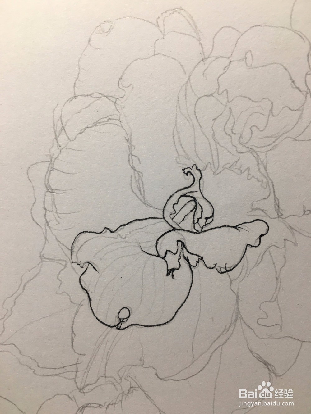 月季花的画法 月季简笔画 三朵月季的线描画教程