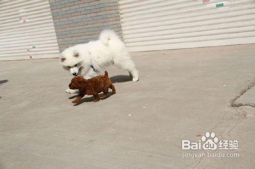 萨摩耶犬日常饲养的正确小技巧是什么