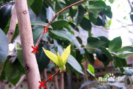 茶花修剪时间和方法