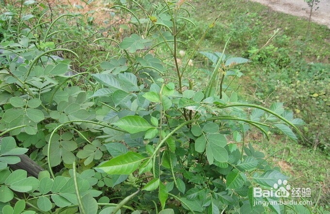 肠清茶哪个牌子好