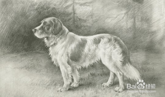 纯正的土狗长什么样？