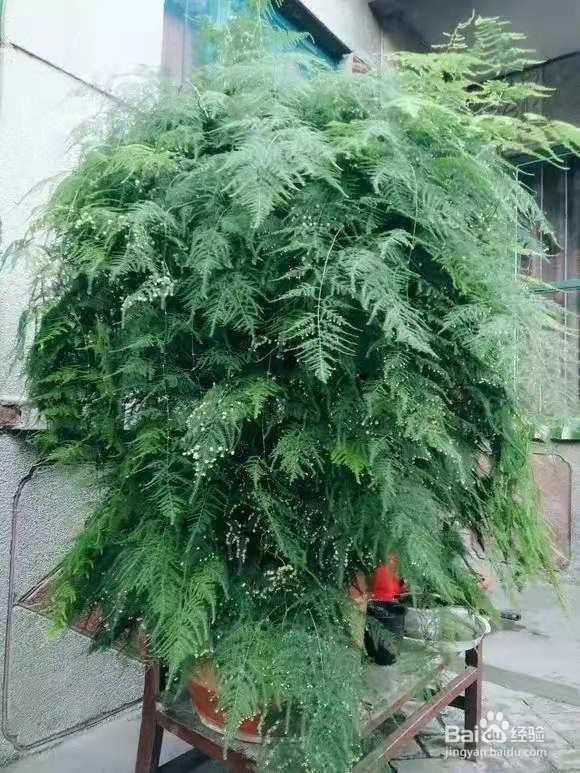 浇对1盆水,绿萝吊兰呼呼长芽,疯长起来不要命