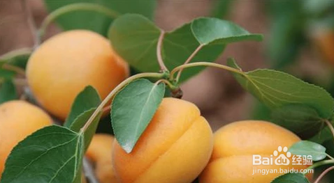 哪些食物不适合在早孕先兆流产的情况下食用？