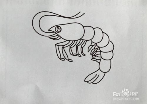 【简笔画】河虾的画法