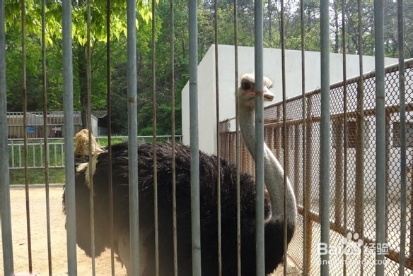 韩国光州牛峙公园旅游攻略