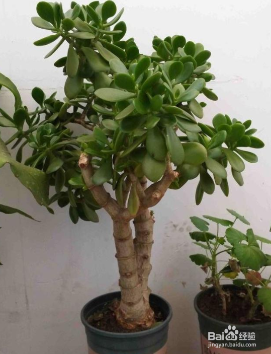 家里养玉树有什么好处