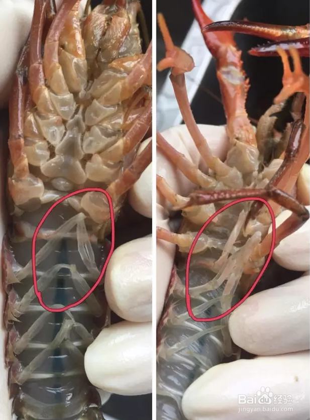 挑选美味的小龙虾