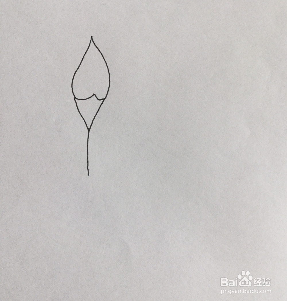 马蹄莲简笔画