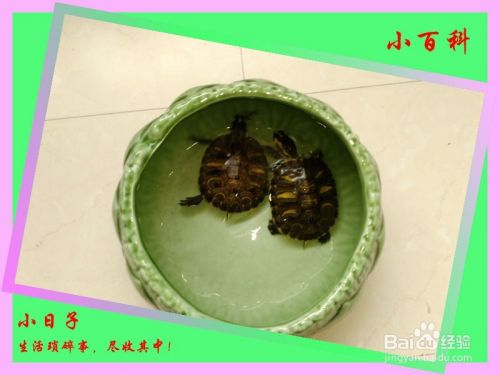 生活小经验——小乌龟的饲养（健康小乌龟）