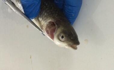 如何快速诊断鱼病