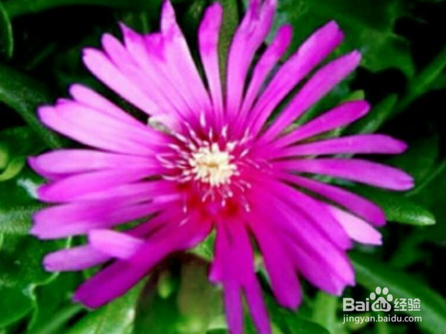 松叶菊如何养殖？