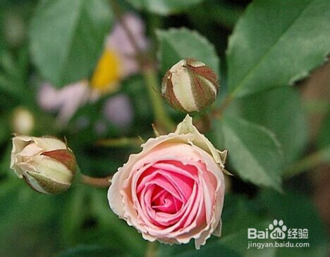 月季长虫了怎么办？