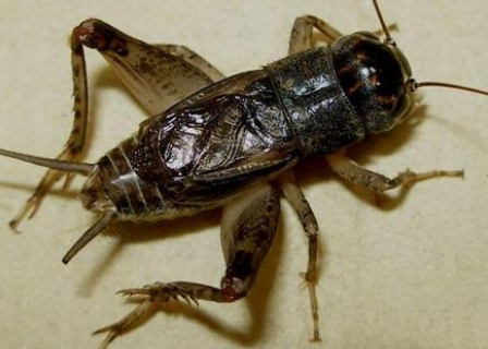 什么什么的青头蟋蟀