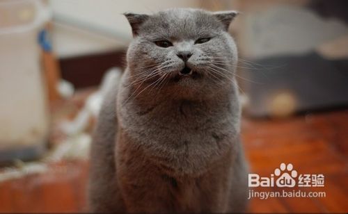 英国短毛猫简单行为平时如何训练？