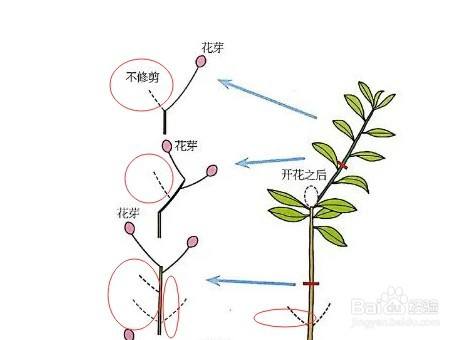 映山红怎么修剪枝条