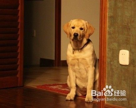 拉布拉多狗狗换牙的过程及注意事项有哪些?