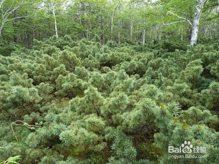 野游兴安之巅攻略