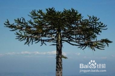 自然界十大活化石 你知道几个？