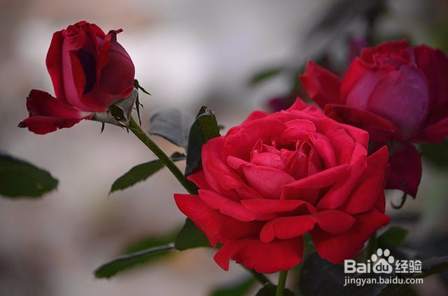 卧室里放这些花会有这么大的危害千万不能放