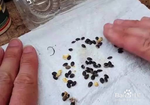 如何在阳台上种植百香果盆栽