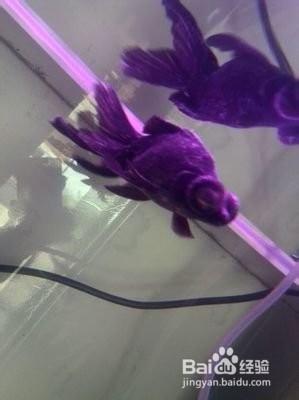 金鱼身上有白色霜状怎么治