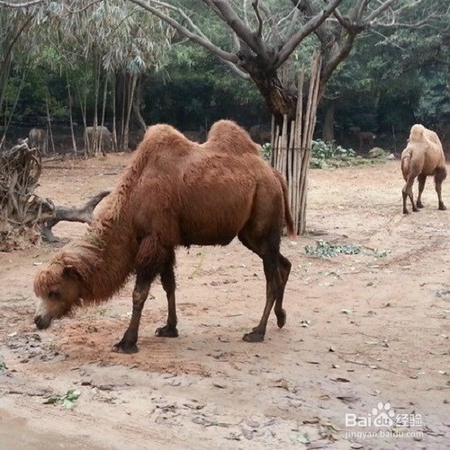 北京到广州长隆周末游日程安排