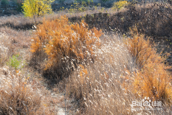 环嗪酮杀树怎么使用？