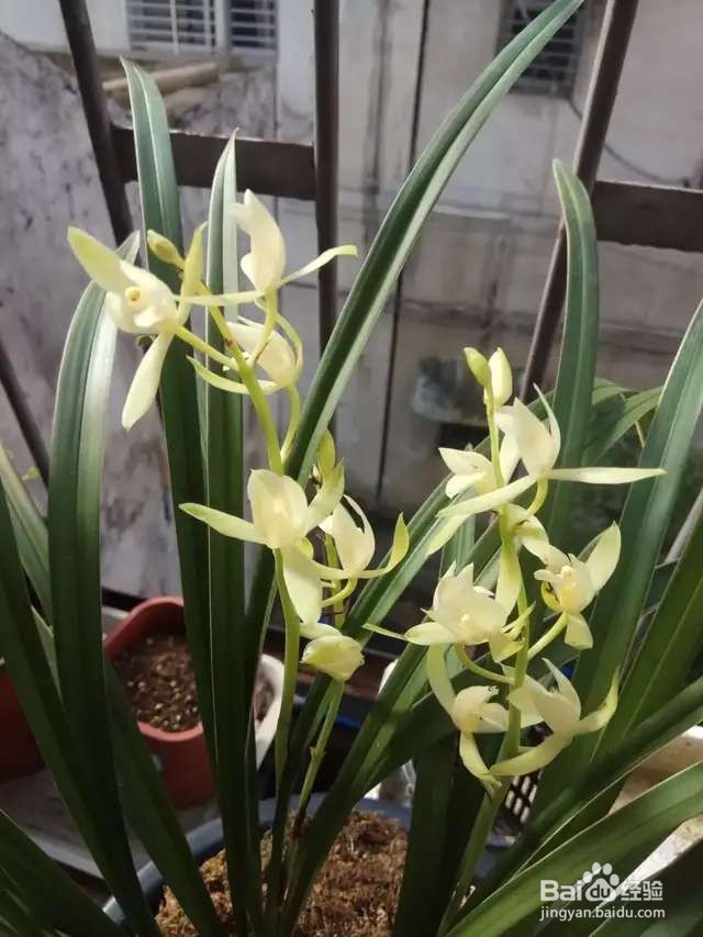 春节4种“兰花”放家里，花开芬芳比香水好闻