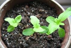 南方室内植物的培养方法？