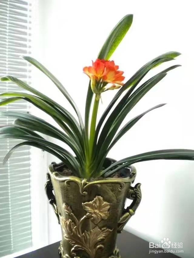 养君子兰，给它用点肥，春节期间才能准时开