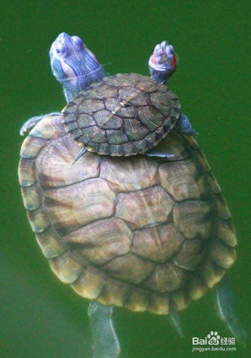 小巴西龟怎么养