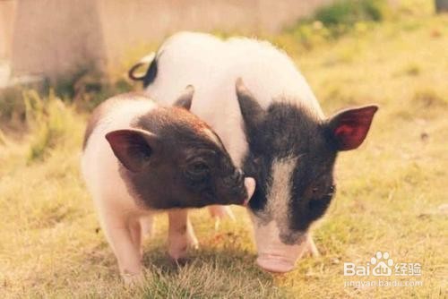 养宠物猪的注意事项