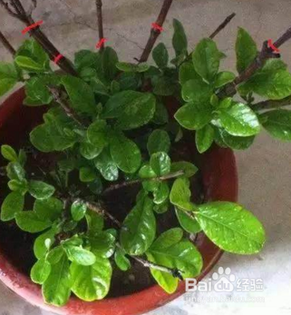 栀子花怎么修剪