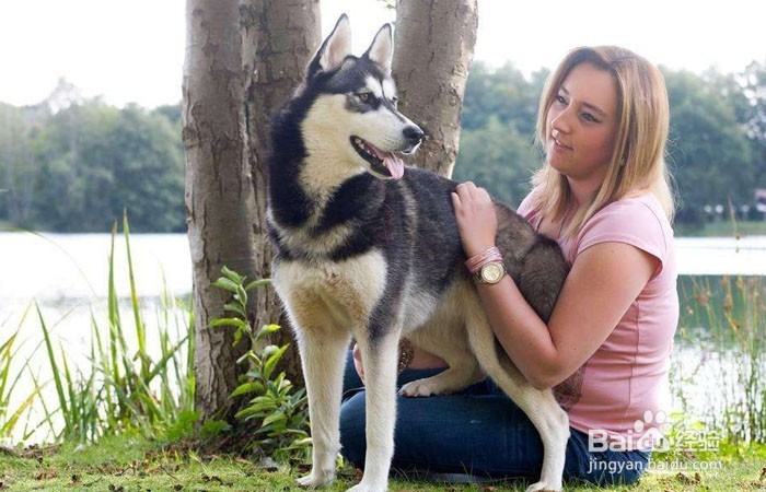 哈士奇护食怎么办