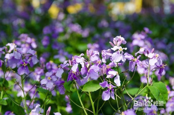 西湖边的免费公园，每年春季来这里看樱花