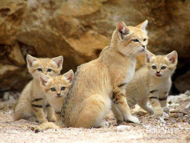 猫咪会游泳吗？