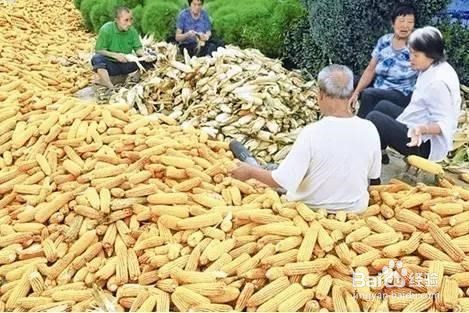 丰收的季节，你们还能想到以前的趣事么