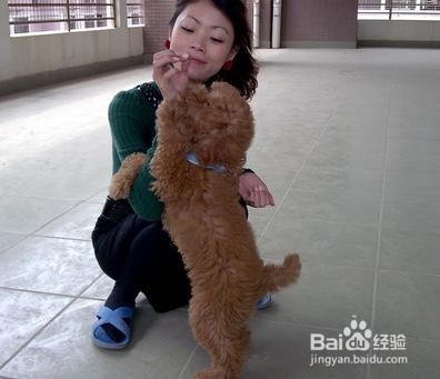 怎样科学喂养贵宾犬