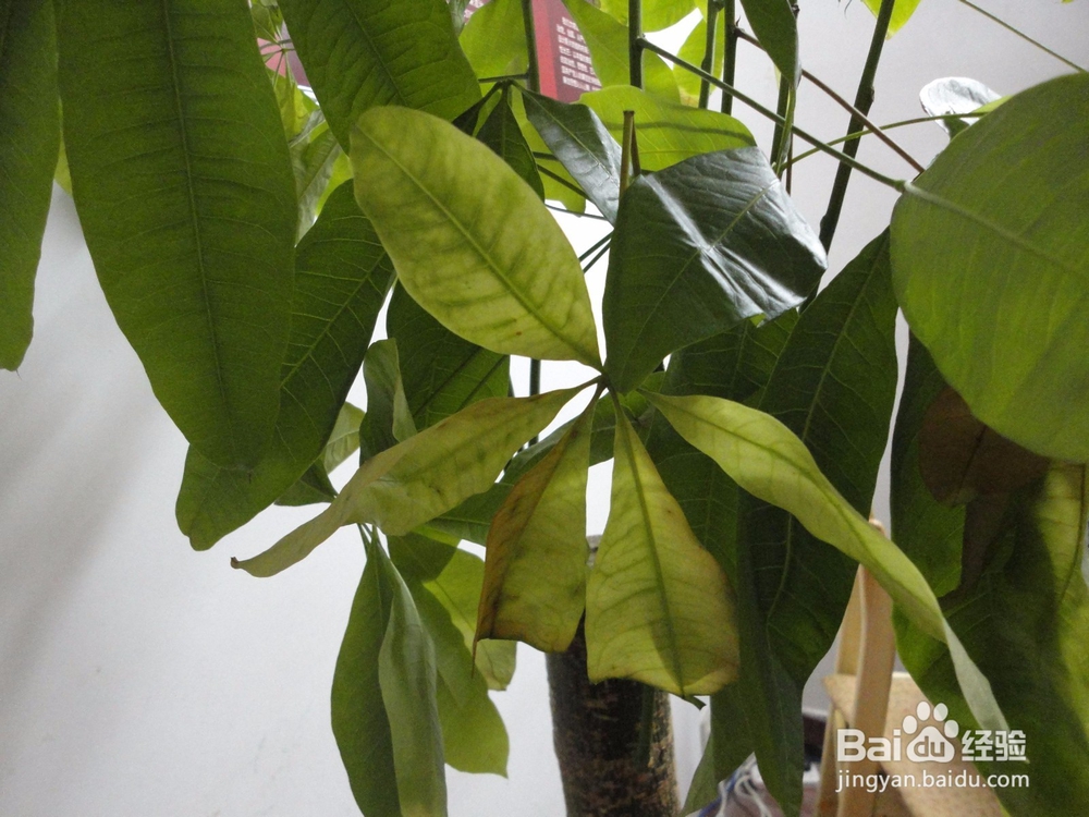 室内如何养好发财树
