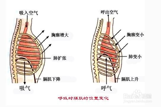 肺活量如何提升