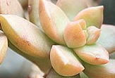 多肉植物的习性颜色