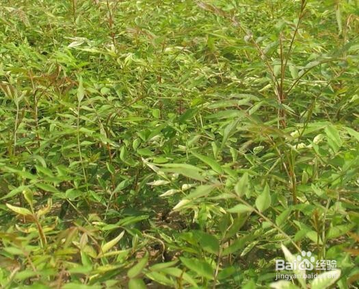 黄连种植方法