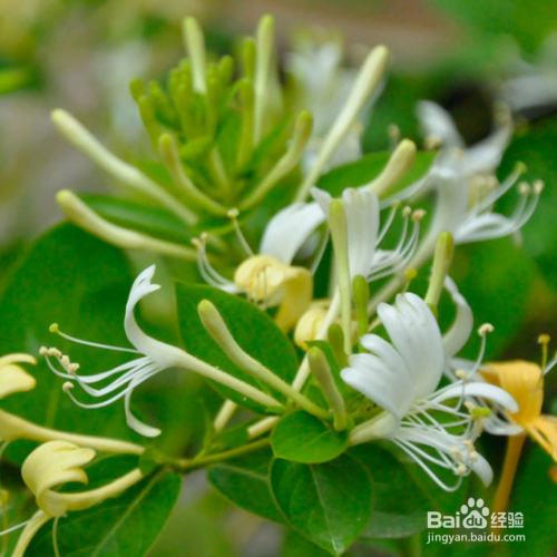 金银花施肥要注意哪些？