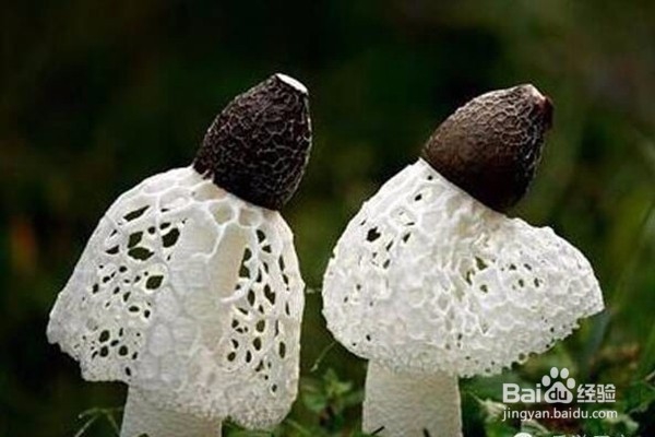 仙境蜀南竹海攻略