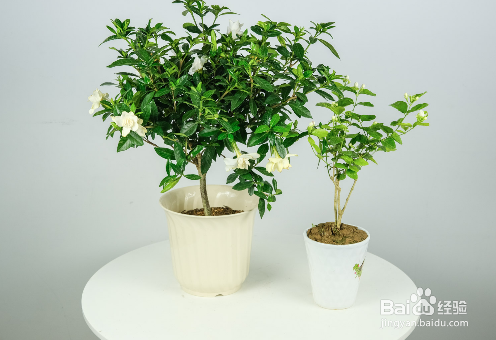 栀子花叶子卷缩干枯怎么补救