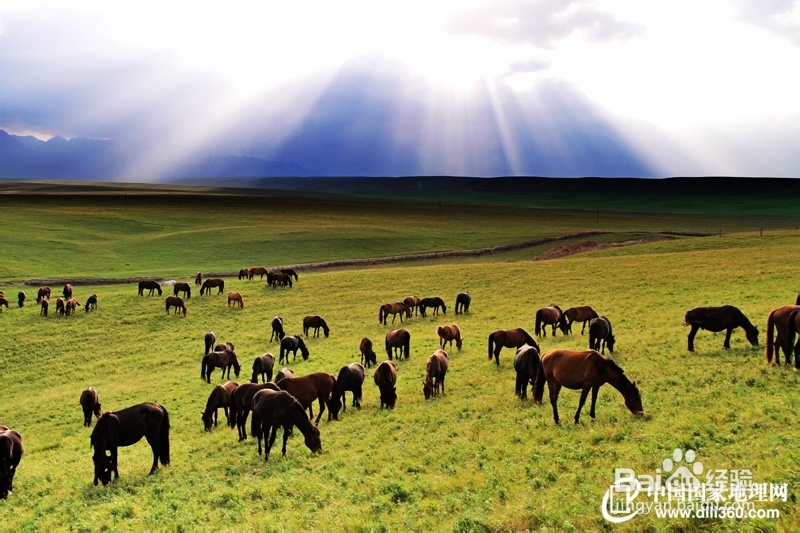 山丹军马场旅游攻略